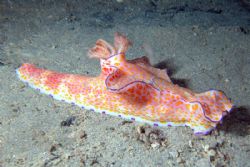 Never seen such a big nudibranch (Ceratosoma). by Ugo Gaggeri 